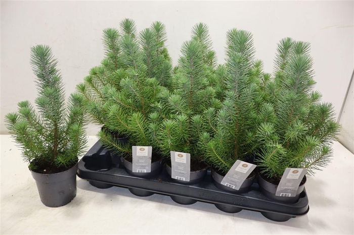 <h4>Pinus Silver Crest</h4>