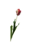 Tulipa French Parrot Purple