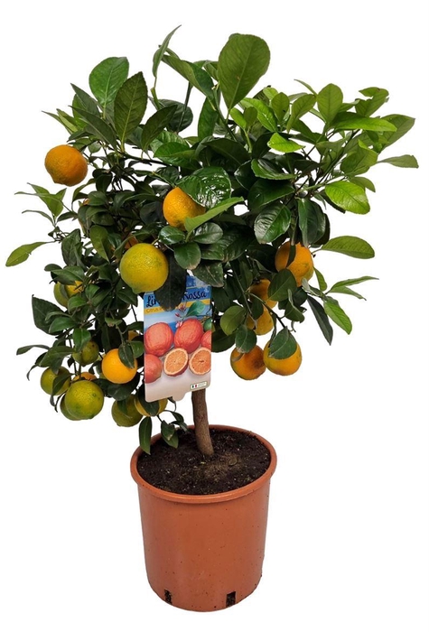 <h4>CITR LIMETTA</h4>