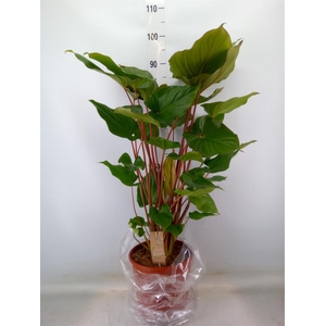 Homalomena rubescens 'Maggy'