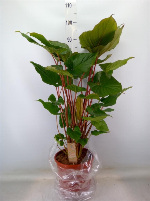 <h4>Homalomena rubescens 'Maggy'</h4>