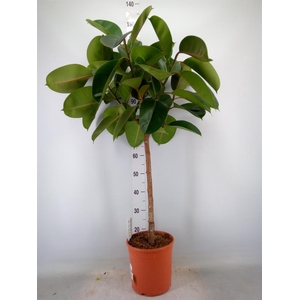 Ficus   ...