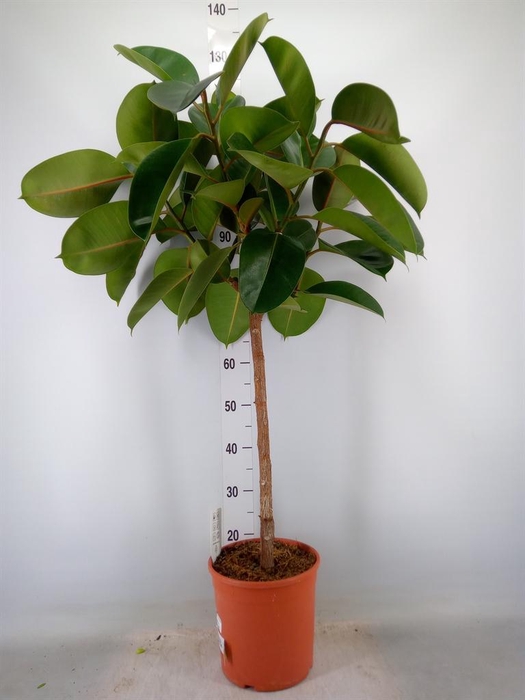 <h4>Ficus   ...</h4>