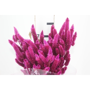 AMARANTHUS VINHO