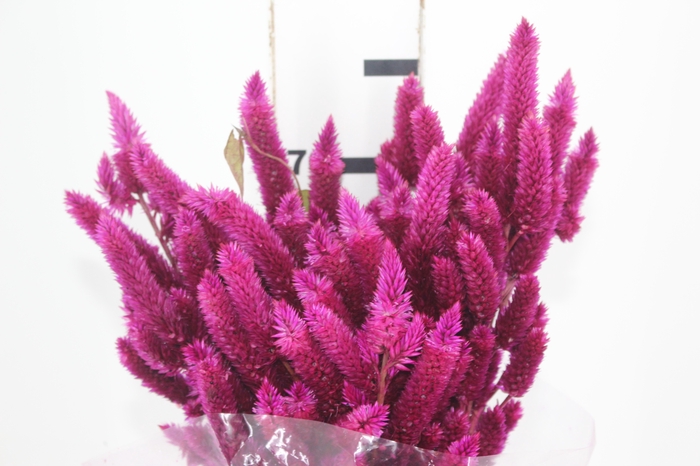 <h4>AMARANTHUS VINHO</h4>