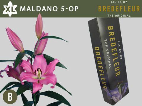 <h4>LI OT MALDANO 5+ QUALITY BOX</h4>