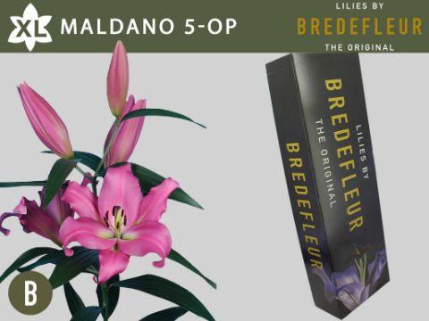 <h4>LI OT MALDANO 5+ QUALITY BOX</h4>