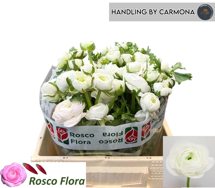 <h4>RAN EL WHITE</h4>