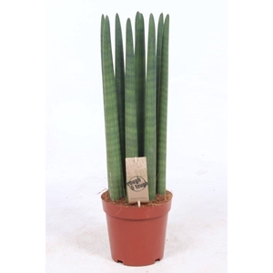 Sansevieria Cylindrica