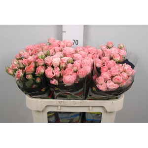 R Tr Madam Bombastic