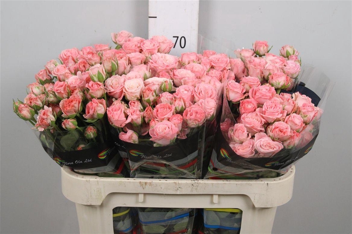 <h4>R Tr Madam Bombastic</h4>