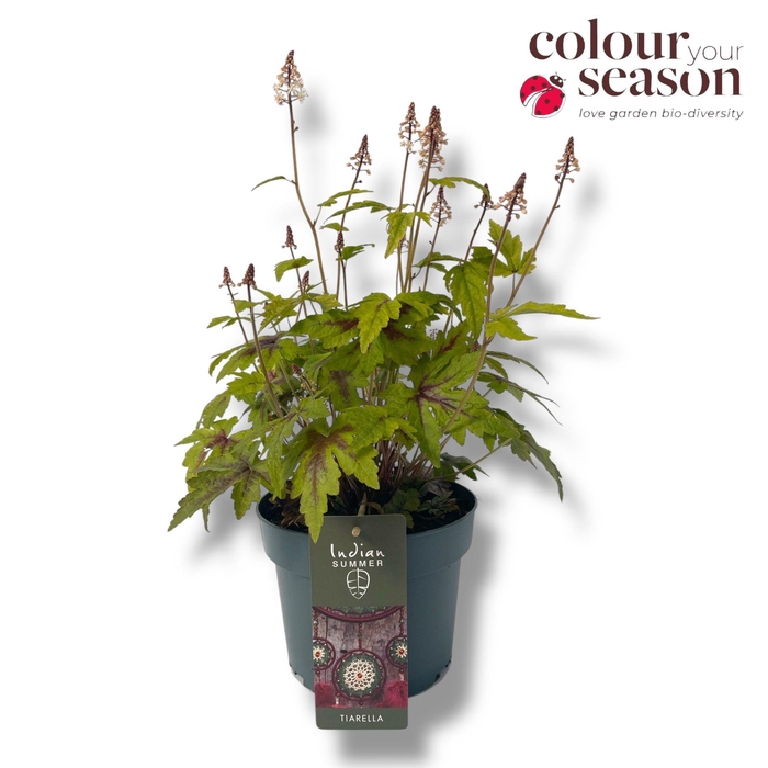 <h4>Tiarella Indian Summer Sugar and Spice P19</h4>