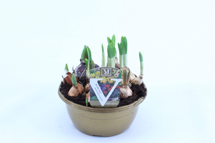 <h4>little bulb garden</h4>