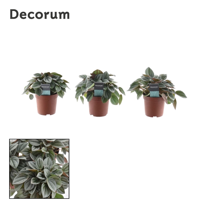 <h4>Peperomia Napoli Nights</h4>