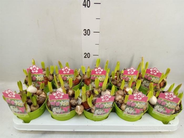 <h4>Bolbloemen   ...mix</h4>