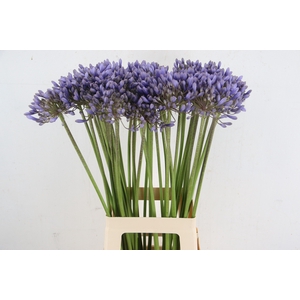 AGAPANTHUS VALENCIA
