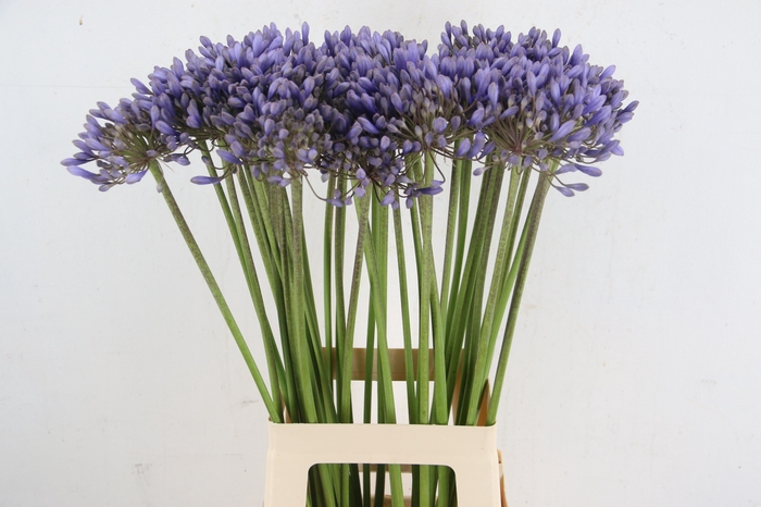 <h4>AGAPANTHUS VALENCIA</h4>