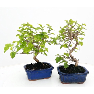 Morus nigra, pot 15cm.