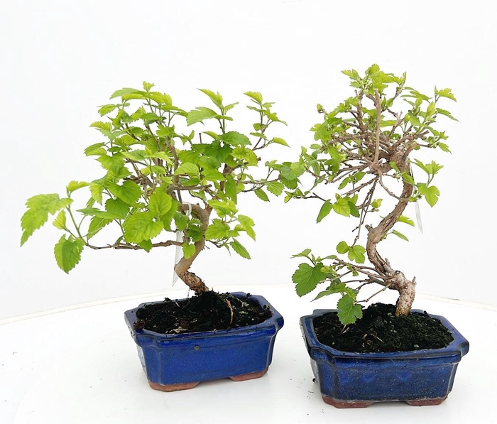 <h4>Morus nigra, pot 15cm.</h4>