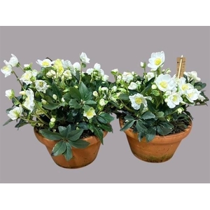 HELL NI HGC WINTERGO