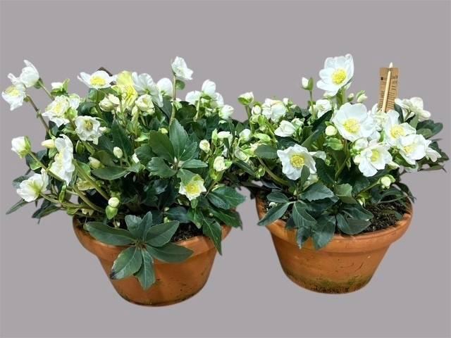 <h4>HELL NI HGC WINTERGO</h4>