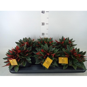 Peperomia caperata 'Rosso'