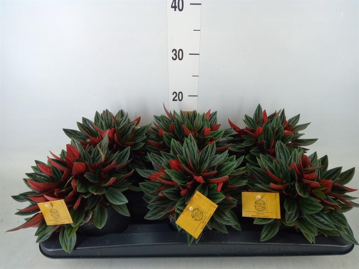 <h4>Peperomia caperata 'Rosso'</h4>