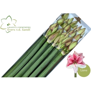 AMARYLLIS LIEVE