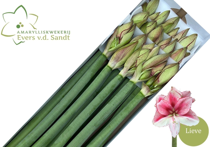 <h4>AMARYLLIS LIEVE</h4>
