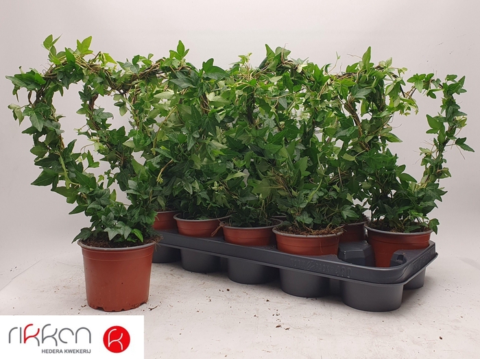 <h4>HED HE BIJZ VORM</h4>