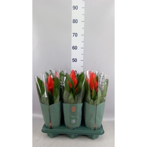 Vriesea  'Intenso Orange'