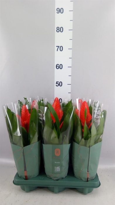 <h4>Vriesea  'Intenso Orange'</h4>