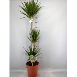 Dracaena marg.
