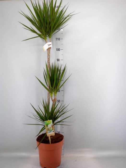 <h4>Dracaena marg.</h4>