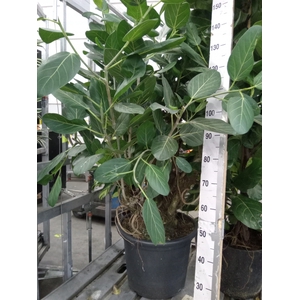 Ficus benghalensis 'Audrey'