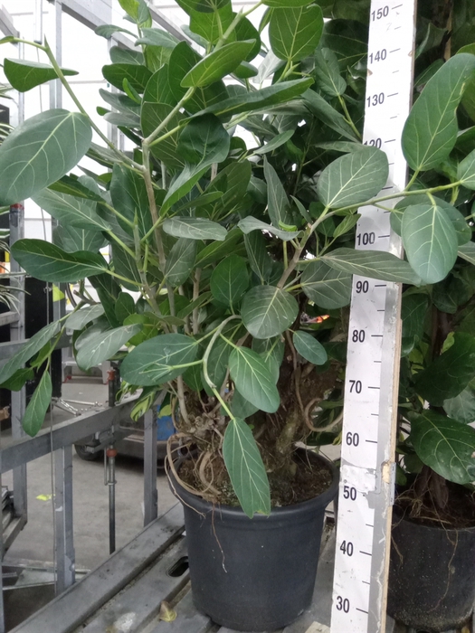 <h4>Ficus benghalensis 'Audrey'</h4>