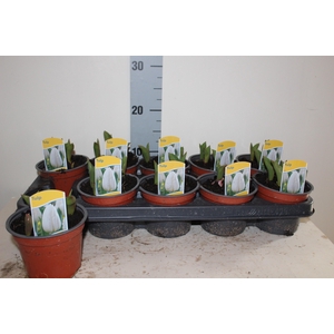 !! PROMO !! TULIPA WHITE CALGARY P12
