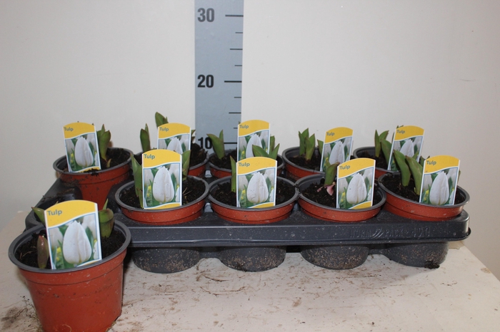 <h4>TUL CALGARY</h4>