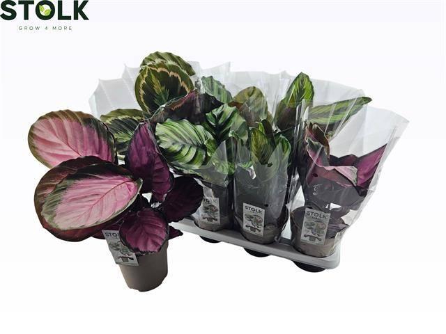 <h4>CALAT GEM 4 SRT</h4>