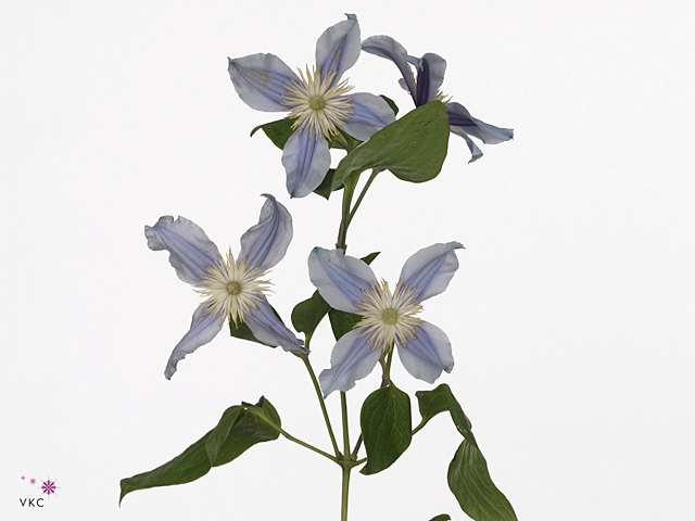 Clematis Star River Extra