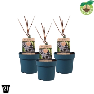 Vitis vinifera 'Nero', P21 op stam