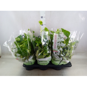 Epipremnum pinn.   HG