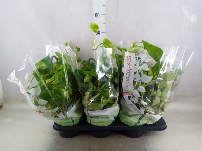 <h4>Epipremnum pinn.   HG</h4>