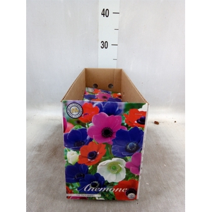 Anemone   ...