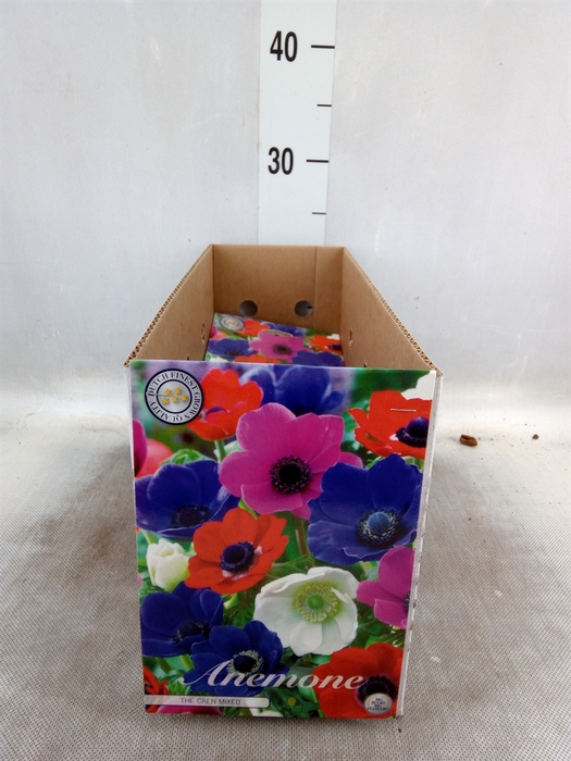 <h4>Anemone   ...</h4>