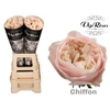 R GR CHIFFON x20