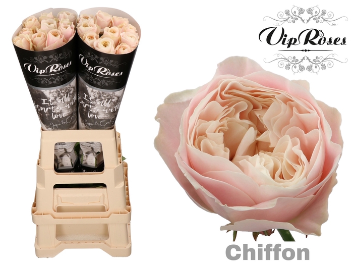 R GR CHIFFON x 20