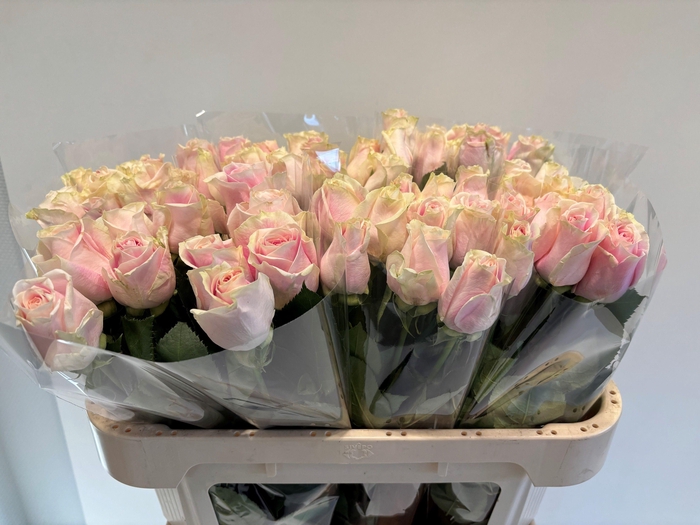 <h4>R GR ROSITA VENDELA</h4>