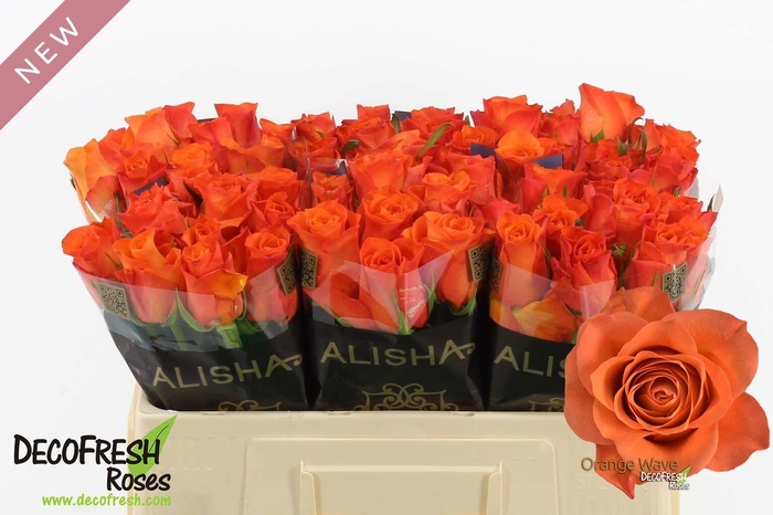 <h4>R Gr Orange Wave</h4>