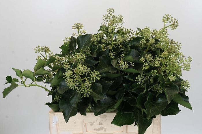 Hedera Bundle